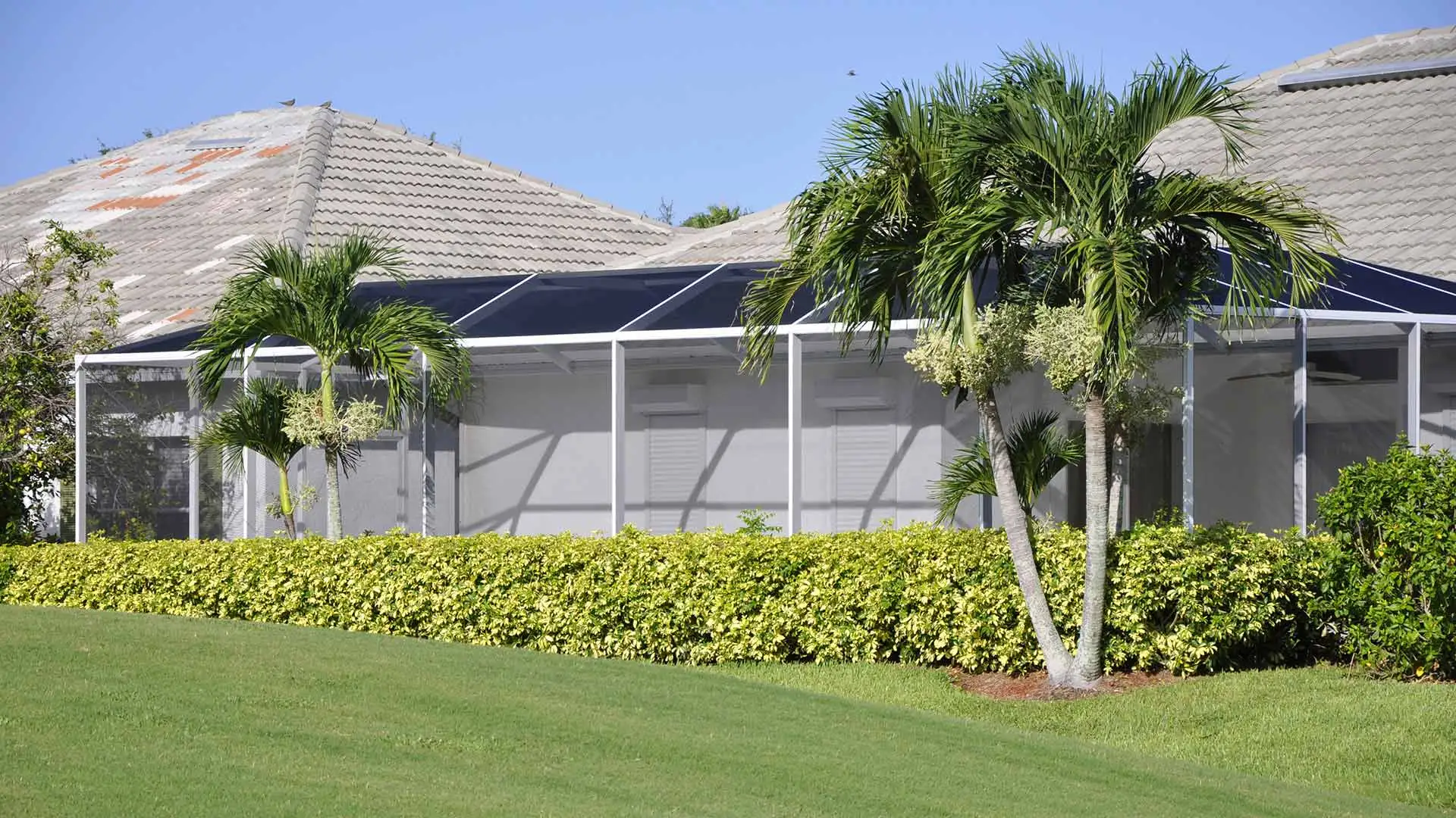 Palm trees showing in landscape for home in Cape Coral, FL.